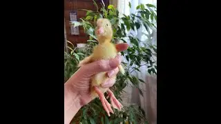 У нас вывелись цыплята и утята.