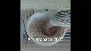 Cria topacio 2023