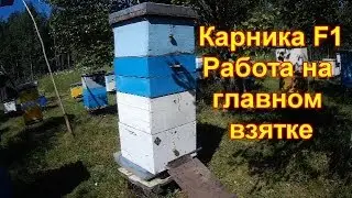 Карника F1, работа на главном взятке