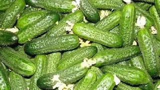 Дрожжи - эффективное удобрение доступное каждому