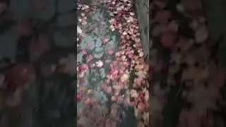 Осень 🍂🍁