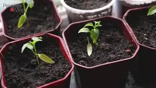 Черенки через час дадут корни. 1мл этого чуда и корни полезут