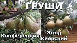 Груша Этюд Киевский и Конференция/урожай 2018