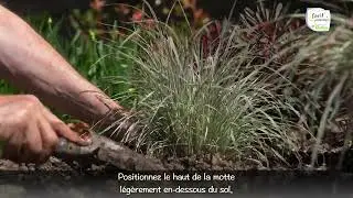 [7 MOIS DE JARDINAGE AVEC HUBERT👨‍🌾] Schizachyrium Chameleon®