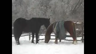 Январь 2017. Мася и Рута