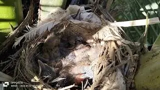 After 07 days , baby black birds growing fast , they are so beautiful