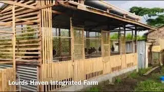 CHICKEN BREEDER HOUSE LITTLE PROGRESS//LH Farm