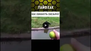 КАК ОБМАНУТЬ ОБЕЗЬЯНУ? ЛАЙФХАК 