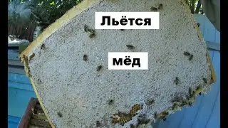 Пчёлы заливаются мёдом 11 июля