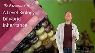 Dihybrid Inheritance - A Level Biology