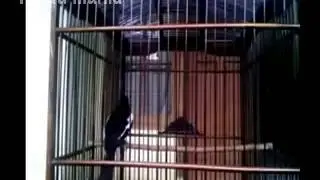 Kompilasi Suara Kicau Burung Kacer Poci Full Isian Video Durasi Panjang