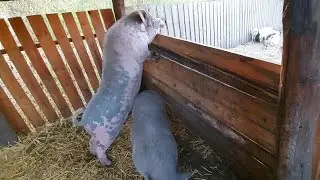 Свадьбы закончились, обживаемся))  Кабачек сошел с ума!!