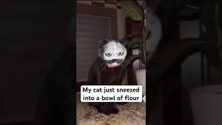 Cat Sneezed into a Bowl of Flour 😹 