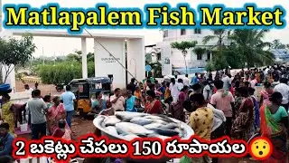 A bucket of fish is only 100 rupees, Matlapalem Fish Market, #konaseema #matlapalem