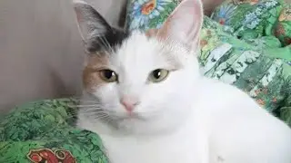 Кошка Ириска, ласкунья- грызунья.