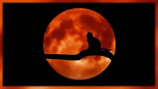 Purring Of Cat + Sounds Of Night In Background | DEEP SLEEP