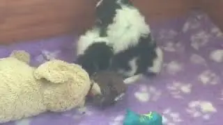 Арх Бьюти ФИБИ и ФРЕЯ 1,5 мес ФРЕЯ подается