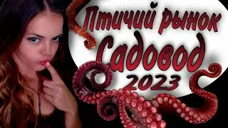 Птичий рынок Садовод. Июль 2023