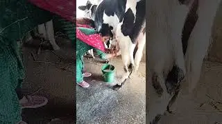 New cow milking 