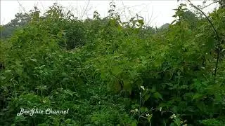 Relaksasi Hujan gerimis di iringi suara jangkrik, buat musik sebelum tidur