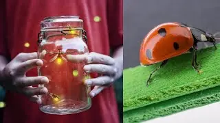 Facts about Beetles : Worlds most populous insects