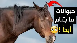 اغرب الحيوانات الي مابتنام أبداً !!