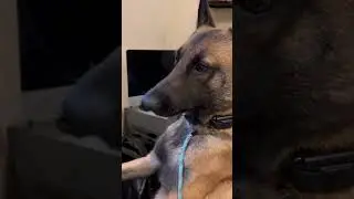Bark