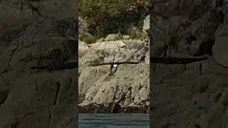 Amazing eagles comes falling out of the sky nearly crashing into the water before grabbing a fish.