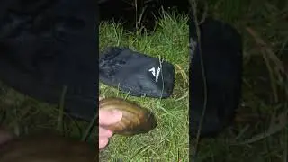 Огромная мидия из реки Пехорка в Балашихе
