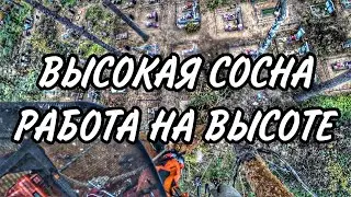 ДВУСТВОЛЬНАЯ СОСНА С ДЕВЯТИЭТАЖНЫЙ ДОМ БЫЛА СПИЛЕНА НА КЛАДБИЩЕ. АРБОРИСТИКА #Husqvarna #Zimani