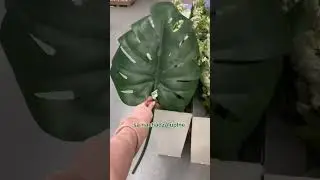 Rastlinné IKEA tipy