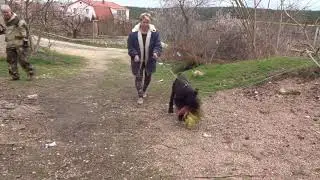 АББИ. Ризеншнауцер очень хочет покусаться. Giant Schnauzer is very really wants to bite
