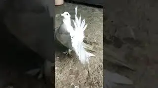 kabootar 🕊️ shorts video 🕊️