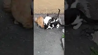 Воскресный ужин #кошки #бездомныеживотные