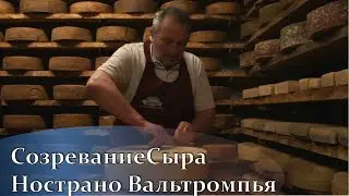 Созревание (аффинаж) Сыра Нострано Вальтромпья
