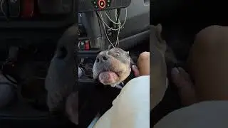 Mooch's Favorite Song #trucker #truckerlife #truckdog