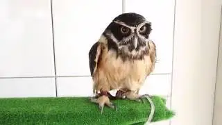Spectracled Owl having a bath and then being dried. / メガネフクロウのポンちゃん、水浴びから乾燥まで