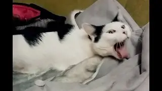 Кот и расческа (реакция кота на звук расчески)