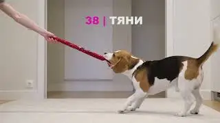 СОБАКА БИГЛЬ ВЫПОЛНЯЕТ 100 ТРЮКОВ!!! SMART BEAGLE PERFORMS 100 TRICKS!