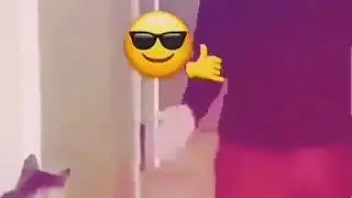 Akilli kedi.prikol