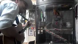 Bald parrot dancing act 2