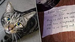 Man Devastated By Pet’s Death Until He Discovers Mysterious Note Hanging From Other Cat’s Collar
