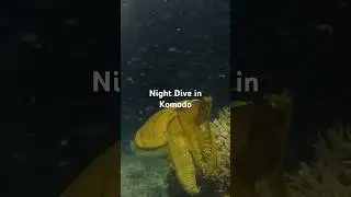 Exploring The Ocean at Night