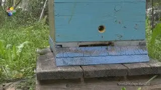 Пчеловод Алексей Бубенок собирает правильный мед