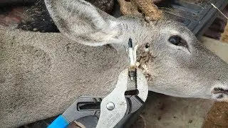 Bowhunting South Texas - Buck with Broadhead in His Face?!