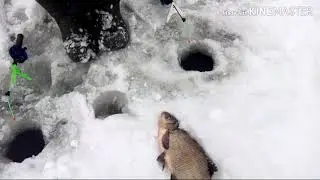 Ловим на шарик.Скромно но поймали.