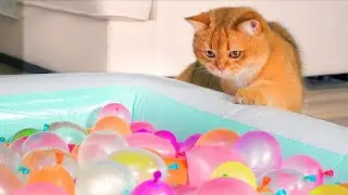 What Toys Do Cats Love? #20