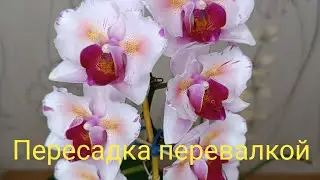 Пересадка орхидеи PF-5017 🌺#Эксперементирую с ЦИКИТОНИНОВОЙ пастой🌿