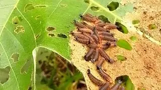 Estos Gusanos deboran Hojas Completas de éstos Árboles \ 2024 || Natural Force
