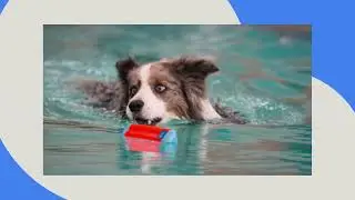 Aquapaws K9 Fitness Centre
